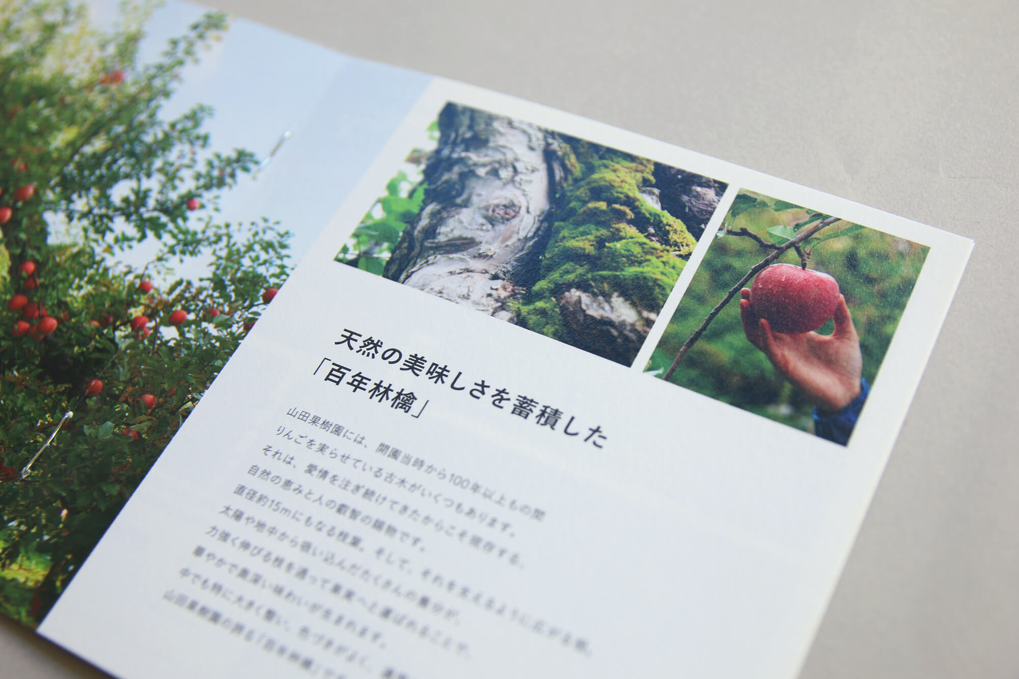 山田果樹園 -ブランドデザイン-