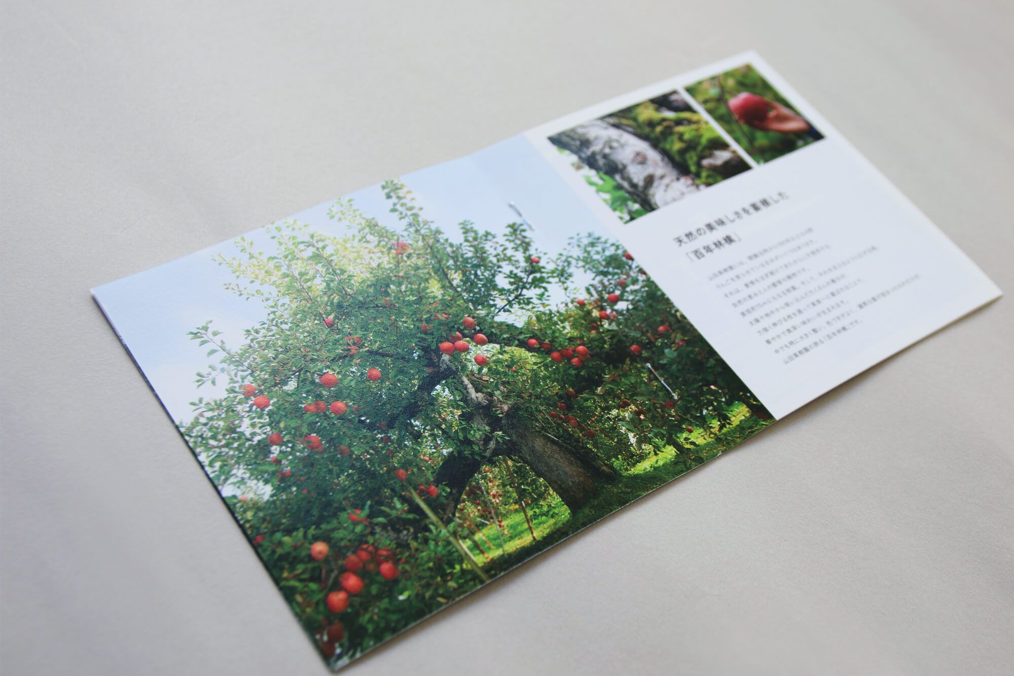 yamada_orchird_brochure